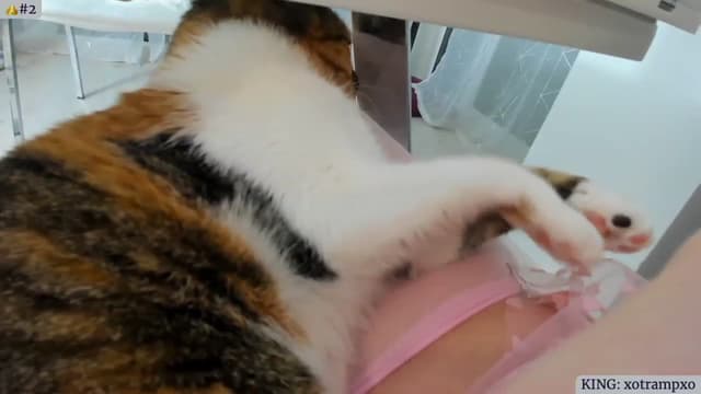 Gallery image thumbnail from Angie's myfreecams stream on, 04/29/2023, 02:34 image 7 of 20