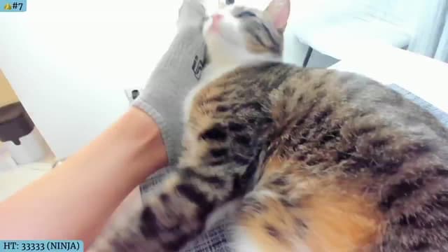 Gallery image thumbnail from Angie's myfreecams stream on, 07/25/2024, 05:14 image 9 of 20