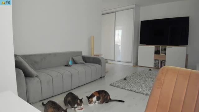 Gallery image thumbnail from Angie's myfreecams stream on, 03/21/2025, 05:25 image 16 of 20