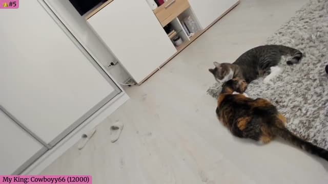 Gallery image thumbnail from Angie's myfreecams stream on, 11/14/2025, 05:50 image 20 of 20