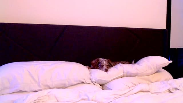Gallery image thumbnail from Ivy__'s myfreecams stream on, 02/23/2024, 09:09 image 18 of 20