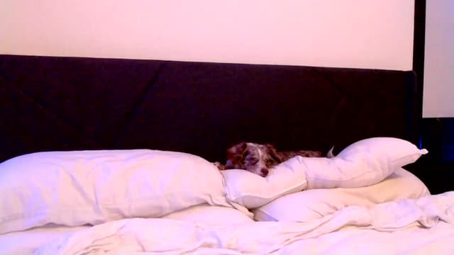 Gallery image thumbnail from Ivy__'s myfreecams stream on, 02/23/2024, 09:09 image 16 of 20