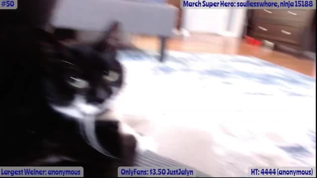 Gallery image thumbnail from Jalyn's myfreecams stream on, 03/11/2023, 20:24 image 15 of 20