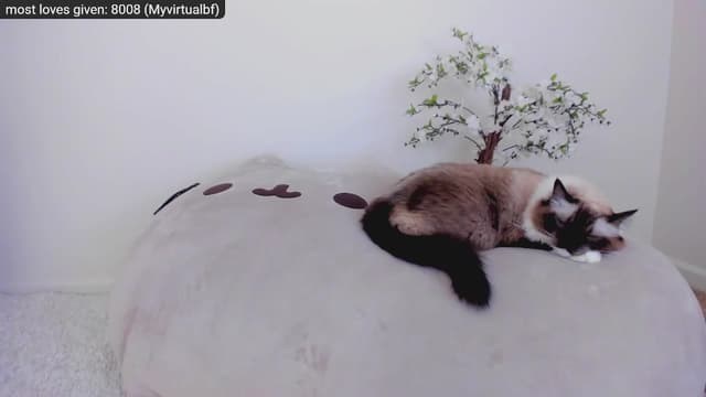 Gallery image thumbnail from Kitty's myfreecams stream on, 11/27/2022, 06:02 image 11 of 20