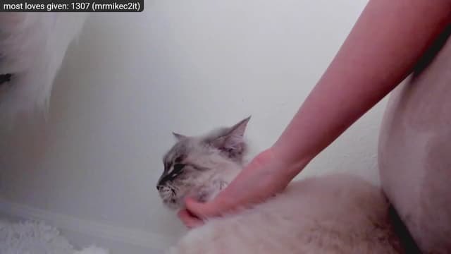 Gallery image thumbnail from Kitty's myfreecams stream on, 12/29/2022, 09:18 image 16 of 20