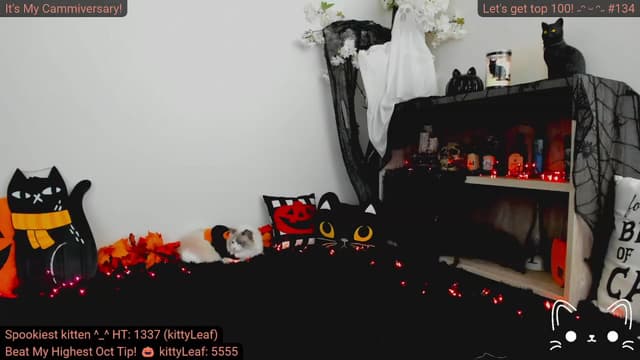 Gallery image thumbnail from Kitty's myfreecams stream on, 10/03/2023, 04:24 image 14 of 20