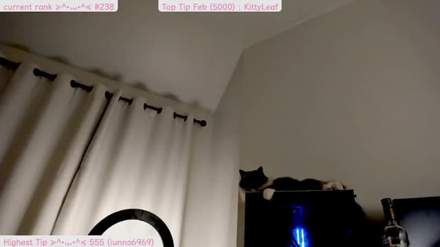 Gallery image thumbnail from Kitty's myfreecams stream on, 02/26/2025, 09:30 image 18 of 20
