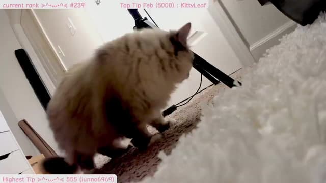 Gallery image thumbnail from Kitty's myfreecams stream on, 02/26/2025, 09:30 image 13 of 20