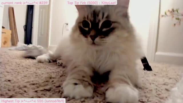 Gallery image thumbnail from Kitty's myfreecams stream on, 02/26/2025, 09:30 image 12 of 20