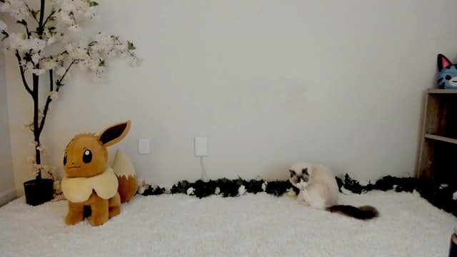 Gallery image thumbnail from Kitty's myfreecams stream on, 03/12/2025, 06:45 image 3 of 20