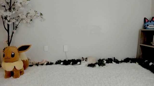 Gallery image thumbnail from Kitty's myfreecams stream on, 03/13/2025, 06:48 image 6 of 20