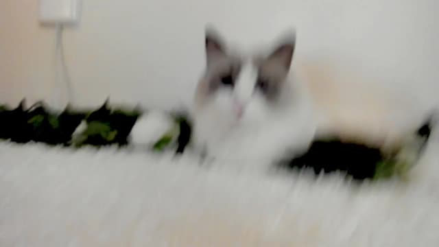 Gallery image thumbnail from Kitty's myfreecams stream on, 03/13/2025, 06:48 image 5 of 20