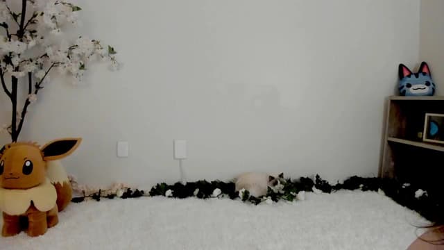 Gallery image thumbnail from Kitty's myfreecams stream on, 03/13/2025, 06:48 image 19 of 20