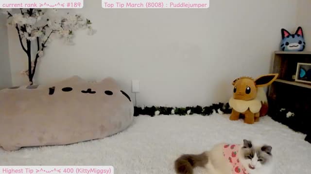 Gallery image thumbnail from Kitty's myfreecams stream on, 03/30/2025, 07:53 image 6 of 20