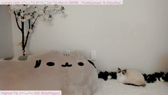 Gallery image thumbnail from Kitty's myfreecams stream on, 04/01/2025, 06:06 image 13 of 20