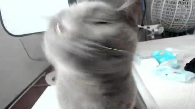 Gallery image thumbnail from Lilie's myfreecams stream on, 04/22/2024, 17:39 image 14 of 20
