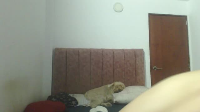 Gallery image thumbnail from Mao02's myfreecams stream on, 03/14/2025, 13:36 image 1 of 20