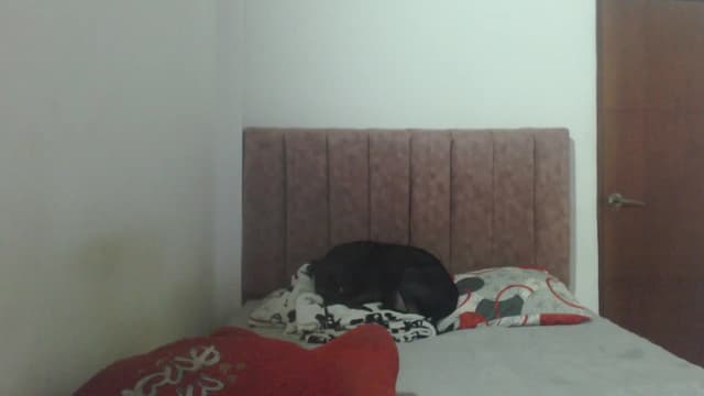 Gallery image thumbnail from Mao02's myfreecams stream on, 04/13/2025, 01:11 image 10 of 20