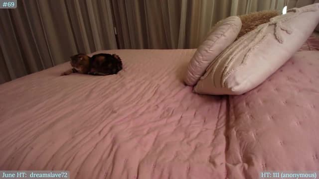 Gallery image thumbnail from Muse_'s myfreecams stream on, 06/06/2026, 22:25 image 15 of 20