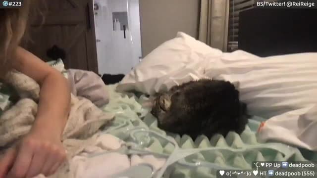 Gallery image thumbnail from Reige's myfreecams stream on, 01/18/2025, 12:29 image 4 of 20