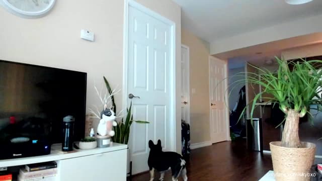 Gallery image thumbnail from SkyB_'s myfreecams stream on, 08/10/2023, 24:33 image 16 of 20
