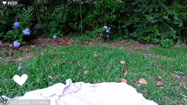 Gallery image thumbnail from el_xo's myfreecams stream on, 05/24/2025, 23:24 image 11 of 20