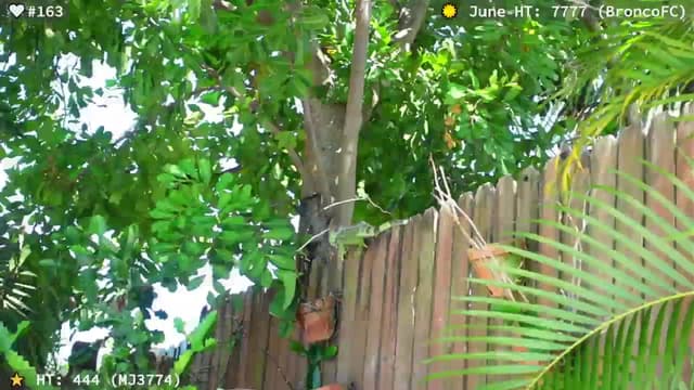 Gallery image thumbnail from el_xo's myfreecams stream on, 06/15/2025, 19:50 image 14 of 20