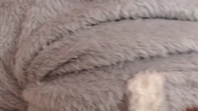 Gallery image thumbnail from meowm's myfreecams stream on, 12/22/2022, 09:53 image 1 of 20